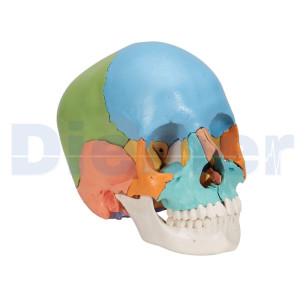 Crânio Anatômico 22 Partes Multicoloridas